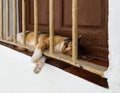 Cat on window ledge