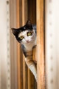 Cat in window Royalty Free Stock Photo