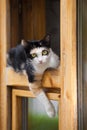 Cat in window Royalty Free Stock Photo