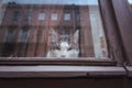 Cat in window with reflection of residential house Royalty Free Stock Photo