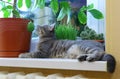 Cat on a window sill Royalty Free Stock Photo