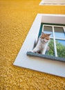 Cat on a window sill Royalty Free Stock Photo