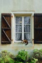 Cat on the Window Royalty Free Stock Photo