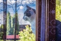 Cat on the windowsill Royalty Free Stock Photo