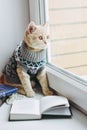 Cat on the windowsill sits and looks out the window