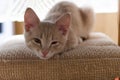 The cat winks with one eye. Home ginger kitten Royalty Free Stock Photo