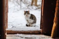 Cat in the winter in the snow on the doorstep of an old house Royalty Free Stock Photo