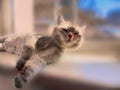 Wake up Cute Cat in the spring and willow tree at the top of the window animals enjoy the suns