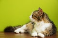 Cat woman lies on a bench on backdrop of green background