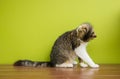 Cat woman sitting on a bench on backdrop of green background