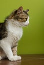 Cat woman sitting on a bench on backdrop of green background