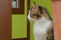 Cat woman sitting on a bench on backdrop of green background