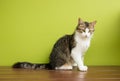 Cat woman sitting on a bench on backdrop of green background