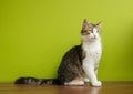 Cat woman sitting on a bench on backdrop of green background