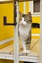 Cat woman standing on a bench on backdrop of yellow background