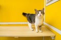 Cat woman standing on a bench on backdrop of yellow background