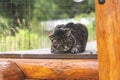 a cat on a wooden background looks down Royalty Free Stock Photo