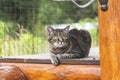 a cat on a wooden background looks down Royalty Free Stock Photo