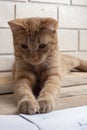 Cat on wooden desk, brick wall background Royalty Free Stock Photo