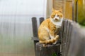 Cat on the wooden fence in Chukhloma Royalty Free Stock Photo