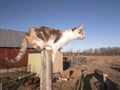 Cat on wooden post ready to jump Royalty Free Stock Photo