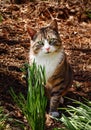 Cat in the woods Royalty Free Stock Photo