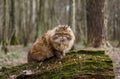 Cat in the woods Royalty Free Stock Photo