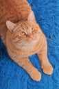 Cat on Woolen Carpet Royalty Free Stock Photo