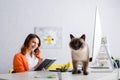 cat on work desk near blurred Royalty Free Stock Photo