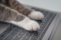 Cat working on computer. Cat paws on a laptop keyboard typing text Royalty Free Stock Photo