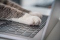 Cat working on computer. Funny photo of cat paws typing, texting or pressing buttons on a laptop keyboard Royalty Free Stock Photo