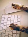 Cat Working With Computer Keyboard And Mouse Royalty Free Stock Photo