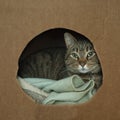 Cat wrapped up in cozy box Royalty Free Stock Photo