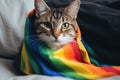 Cat wrapped up in a LGBT color flag. Gay pride animals. Homosexual relationships and transgender orientation concept Royalty Free Stock Photo