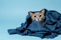 The cat wrapped in a warm plaid looks at the camera suspiciously and incredulously. Copy space. Isolated, on a blue