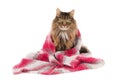 Cat wrapped in a woolen shawl