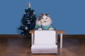 Cat writes a letter to Santa Claus Royalty Free Stock Photo