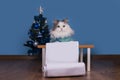 Cat writes a letter to Santa Claus Royalty Free Stock Photo