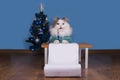 Cat writes a letter to Santa Claus Royalty Free Stock Photo
