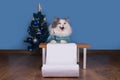 Cat writes a letter to Santa Claus Royalty Free Stock Photo