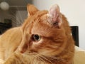 Cat's ear hematoma caused by infection