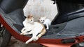 Cat and it& x27;s kitty Ã°Å¸ÂË on the scooty nature& x27;s best bonding Royalty Free Stock Photo