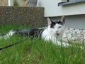 Cat& x27;s leisure time in the grass photo Royalty Free Stock Photo