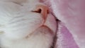 close up cat mounth