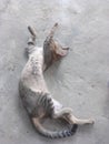 This cat& x27;s name is kaka, he sleeps like he is doing gymnastics