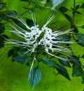 Cat& x27;s whisker flower, apart from its beautiful flowers, its leaves have many benefits