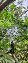 cat's whisker flower