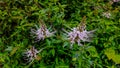 The cat's whisker herbal plant is used for traditional medicine Royalty Free Stock Photo