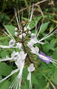 cat's whiskers beautiful flower. is a natural herbal medicinal plant native to Indonesia Orthosiphon aristatus
