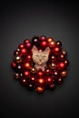 cat xmas card portrait with copy space Royalty Free Stock Photo